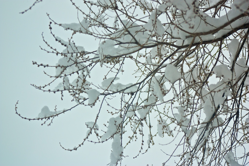 Snow Covered